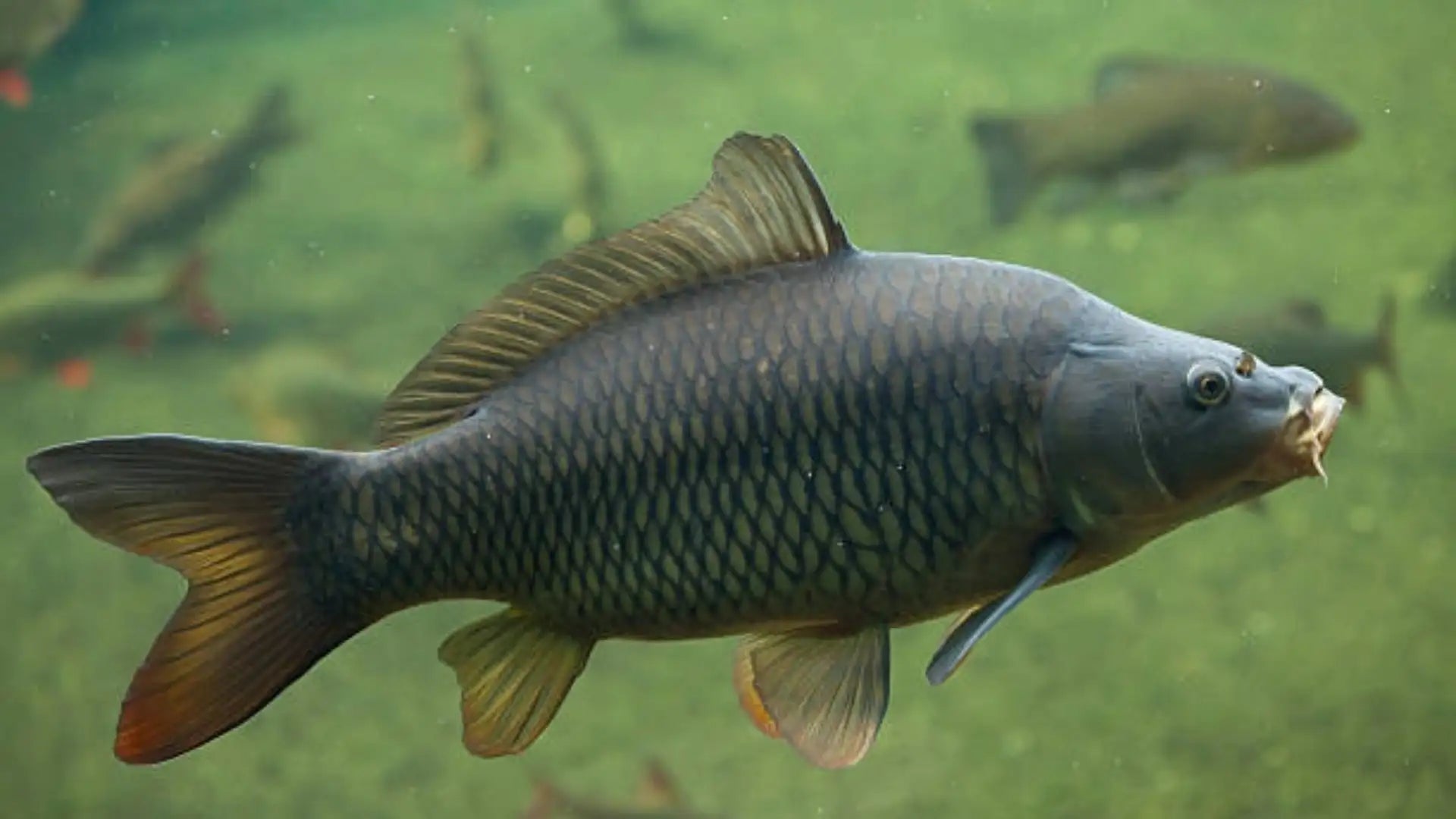 Karpfenangeln